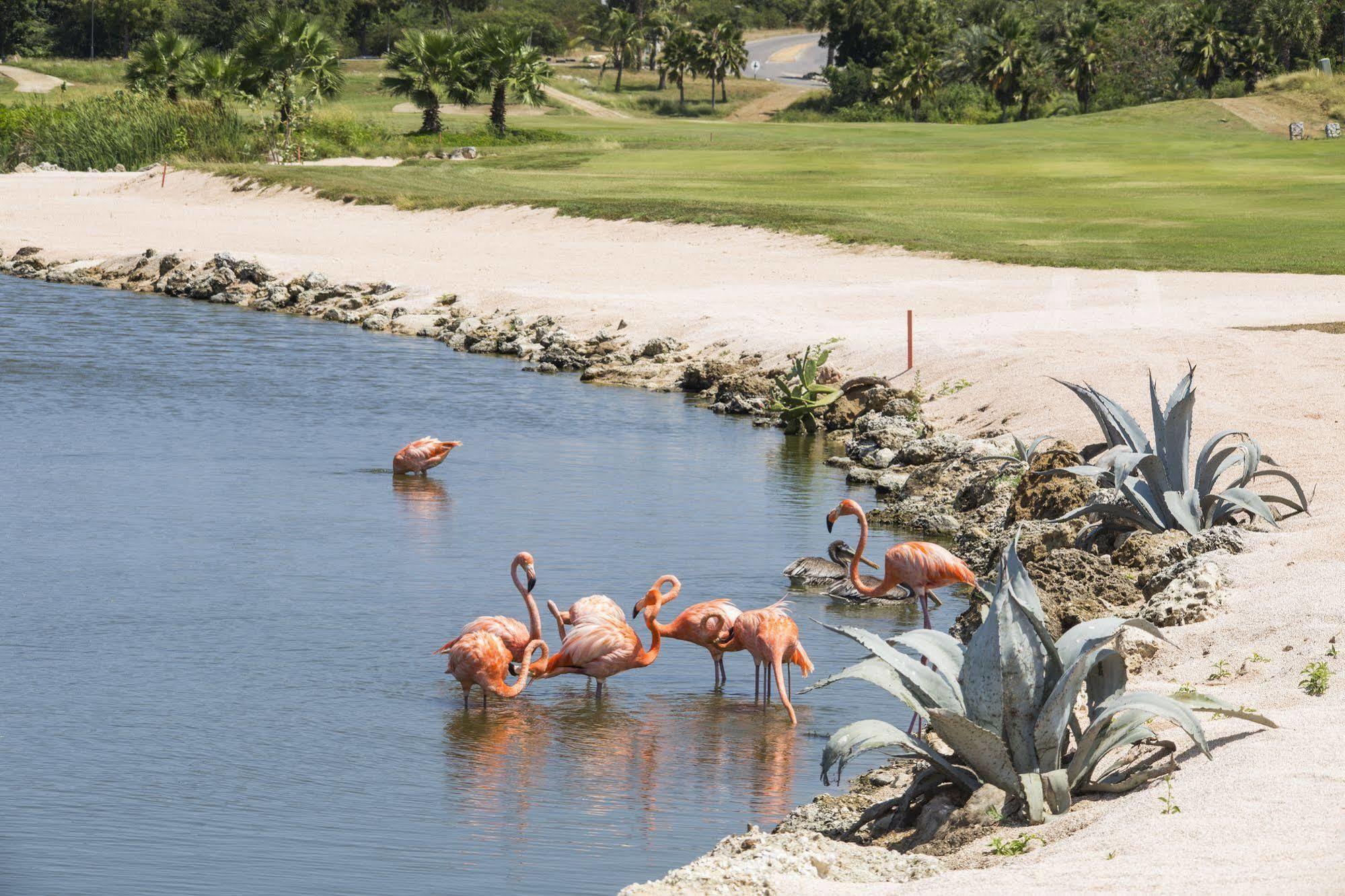 Blue Bay Lodges Curacao Eksteriør billede